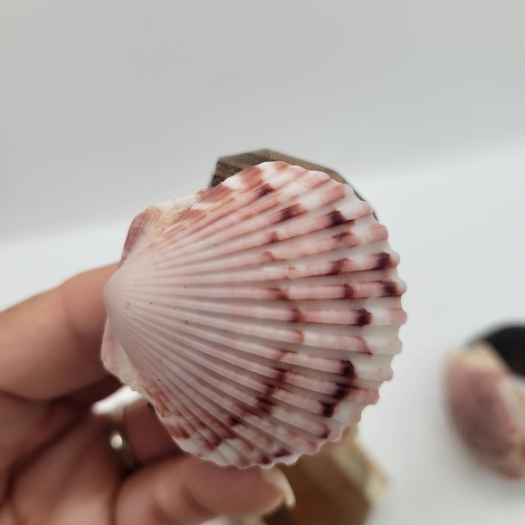 Vintage set of 6 Seashell/Wood Cloth Napkin Rings - Picture 6 of 7